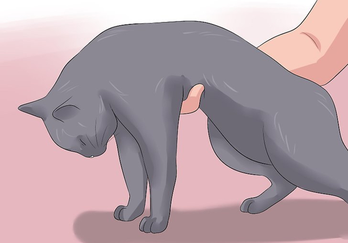 猫咪体检预约难还怕错过？学会七种方法，在家也能为爱猫检查身体