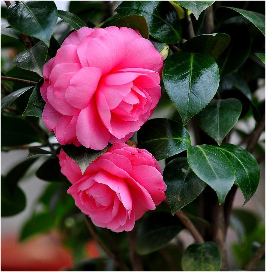 山茶花开花时可以晒太阳吗,山茶花在冬天开花时注意的事项