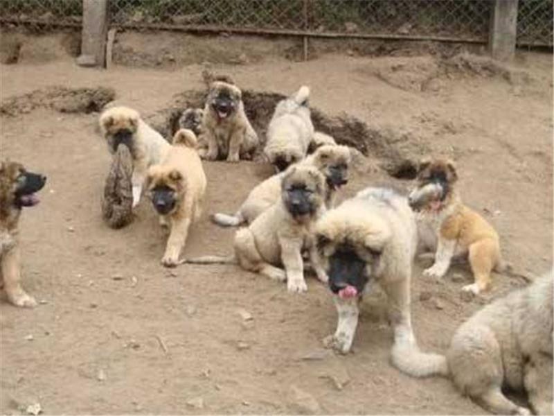 2024年肉狗养殖市场前景怎样,肉狗养殖前景与利润广告