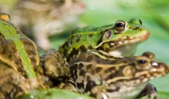 家养青蛙怎么喂养宠物青蛙,青蛙养殖孵化前期喂养