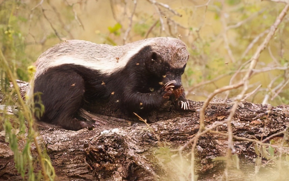 平头哥是陆地上最厉害的动物吗,被称为最无所畏惧的动物平头哥