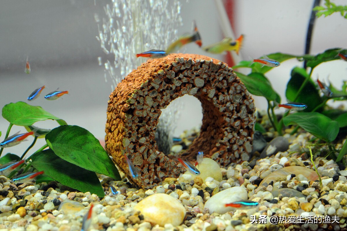 热带鱼换水可以用燃淋换水吗,养观赏鱼换水方法