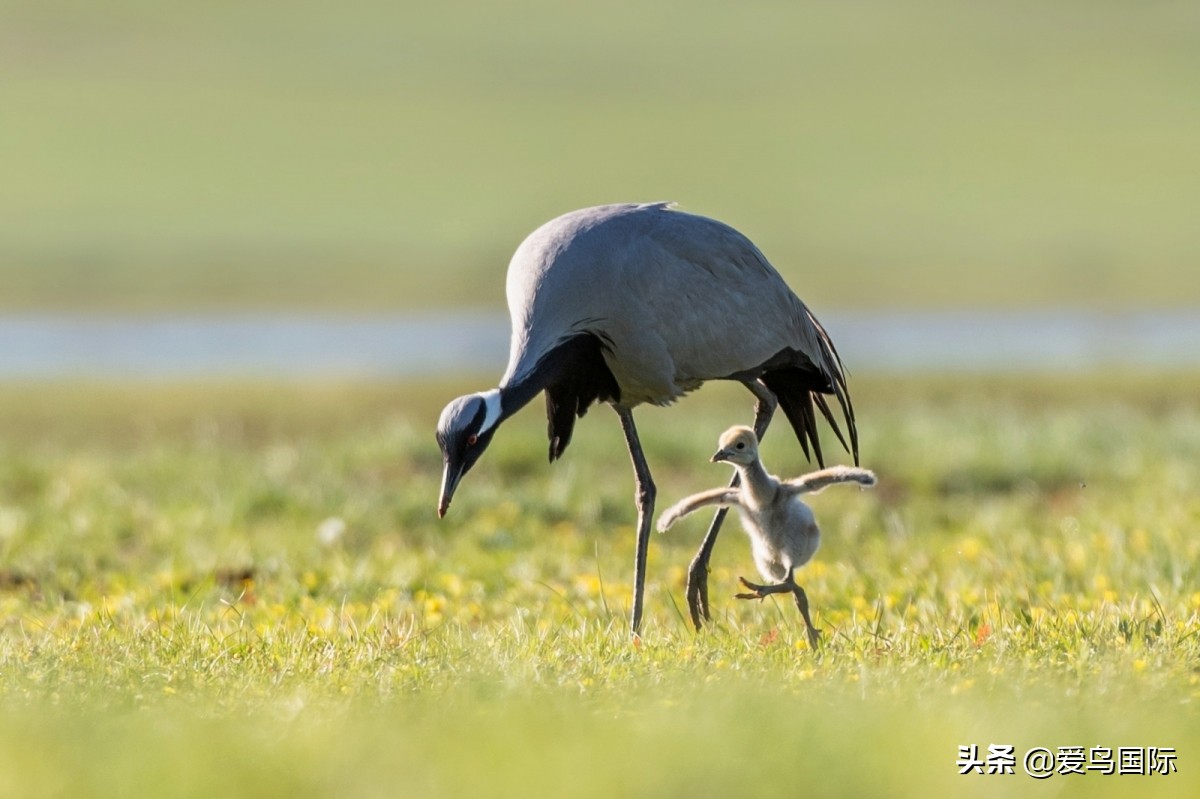 2020观鸟,观鸟大年影片