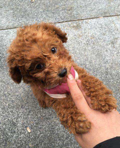 泰迪为啥总爱舔人？其实原因有6点，网友：看完恍然大悟