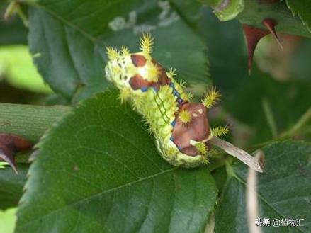 教你识别十大虫害,专治各种害虫图谱大全