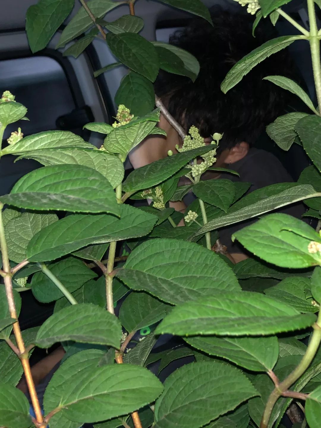 什么花最受女孩欢迎,女孩子中比较受欢迎的花