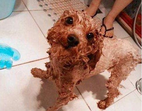 如何给泰迪犬洗澡,泰迪犬洗澡的正确方法