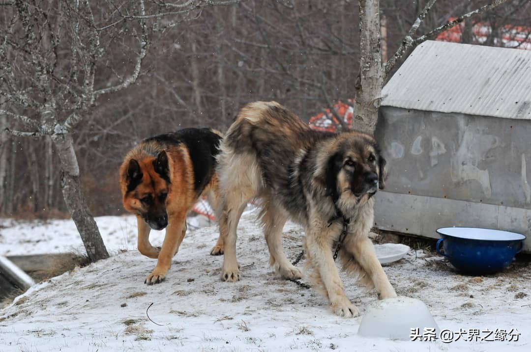 最凶猛高加索犬,十大猛犬之一高加索犬