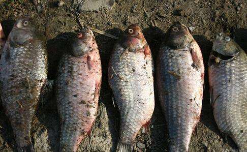 野钓的鱼有股汽油味要养多久,钓到河鱼有柴油味怎么处理