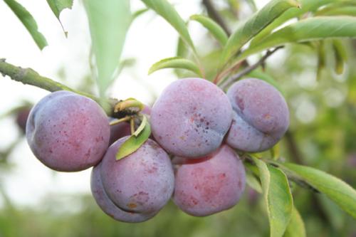 腹泻者不宜吃什么水果苹果枇杷,腹泻期间可以吃哪些水果和食物