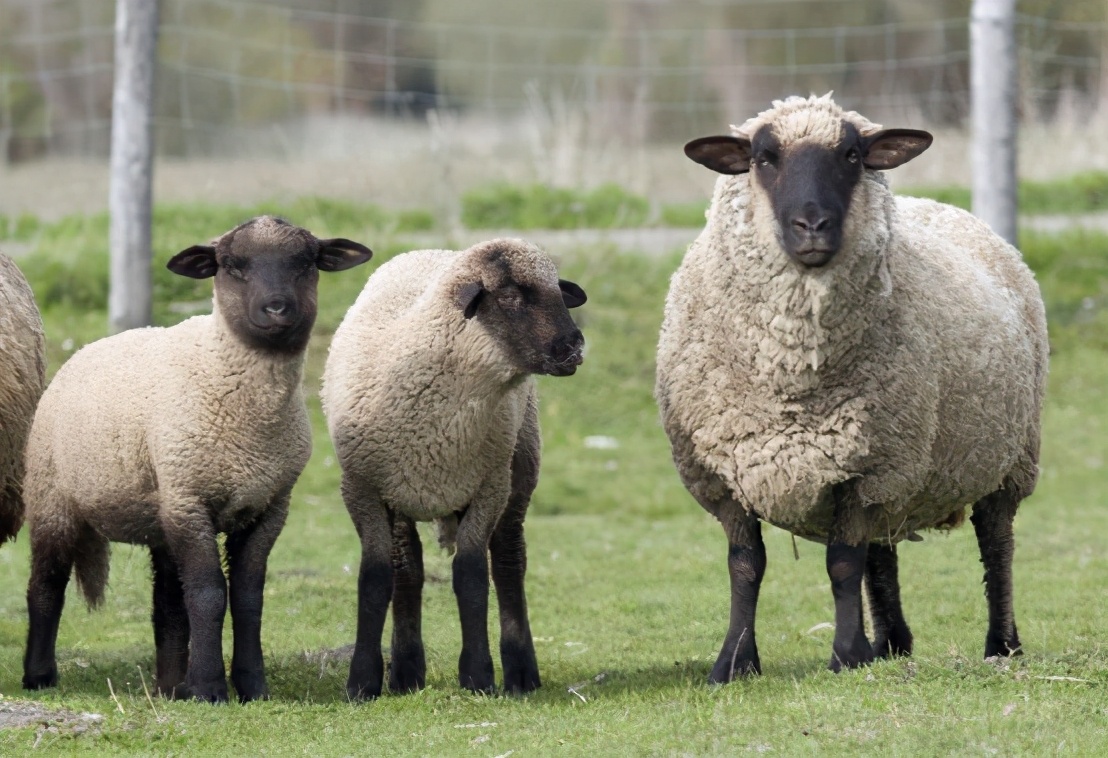治沙对策和措施,治沙的最好办法