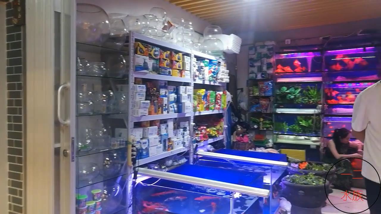 水族店经营技巧,如何让水族店生意越来越好