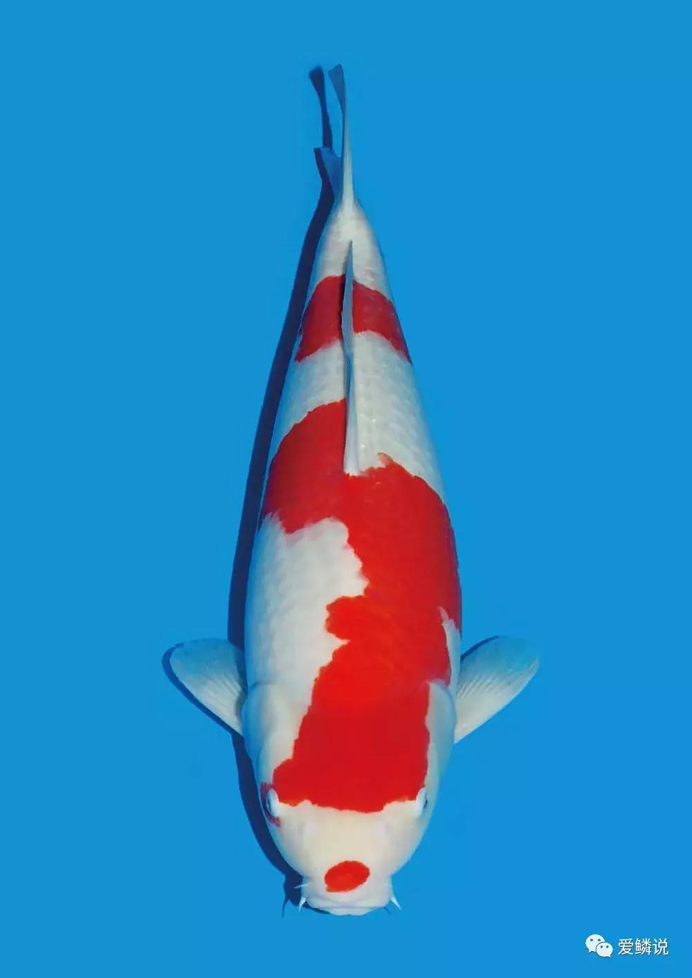 养鱼光合细菌,养鱼用的硝化细菌推荐