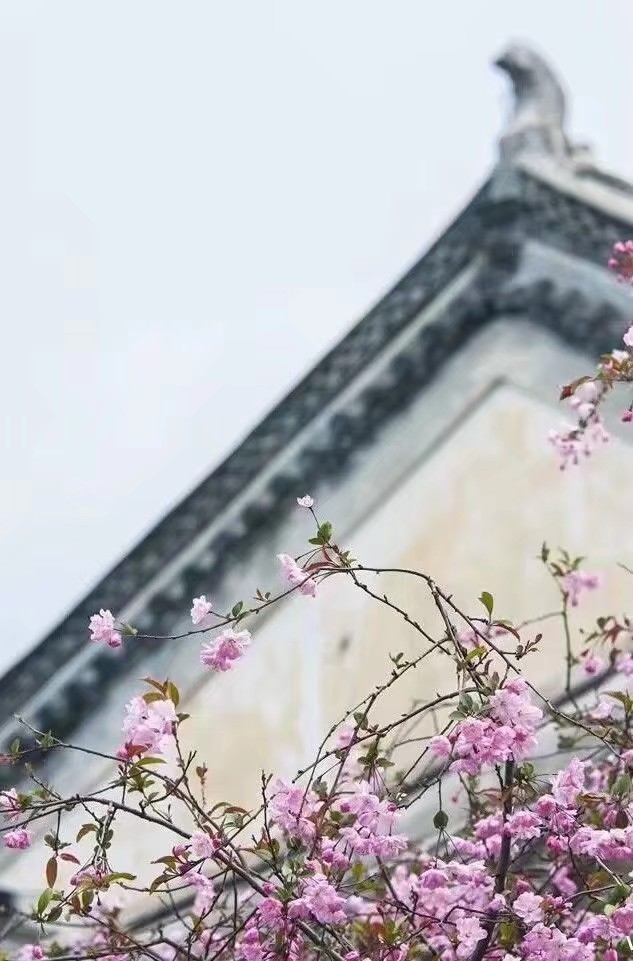 鍘熷垱鑸炶箞钀借姳,纰庡奖鍘熷垱