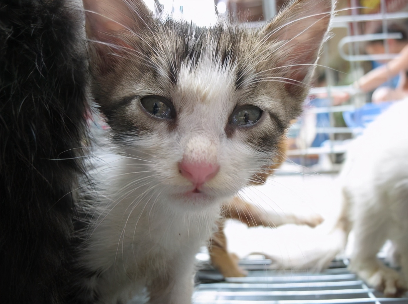 猫咪眼睛流泪有脓性分泌物,猫咪的眼睛发红有分泌物