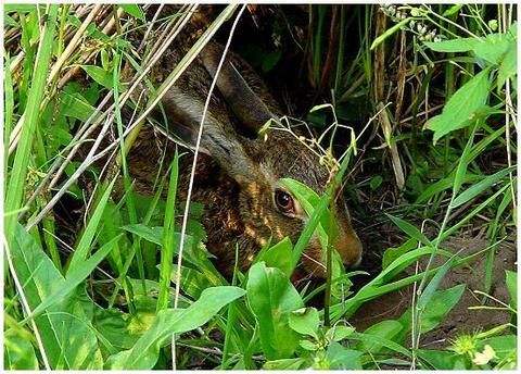 动物趣味知识问答,动物趣味小知识