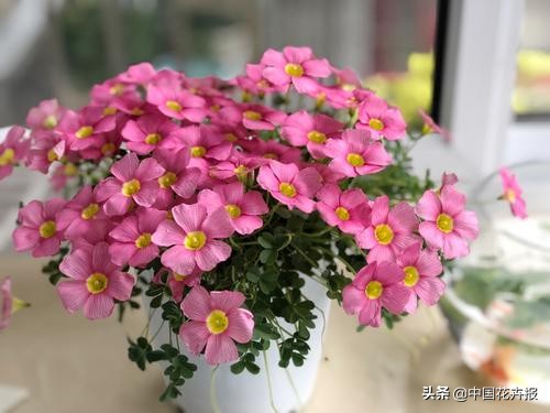 适合花园的花花草草,如何打造四季都有花的花园