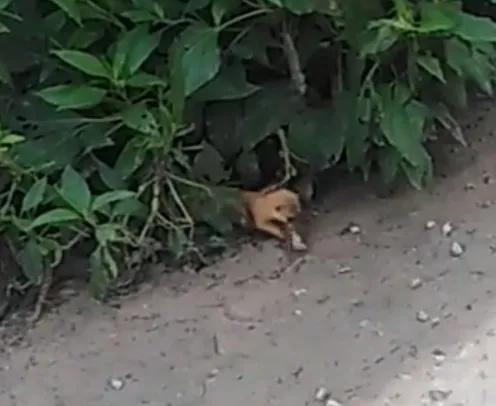 捕捉黄大仙的方法有哪些,黄大仙为什么怕黄鼠狼