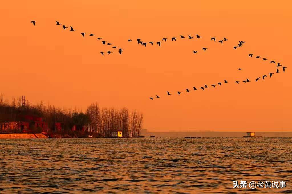 到底是昨日黄花还是明日黄花,明日黄花和昨日黄花是什么意思