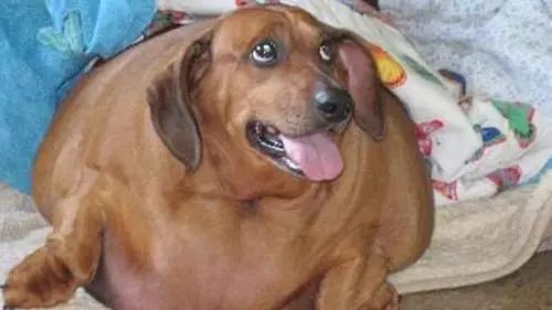 哪种狗狗容易吃胖,大部分狗狗有4个坏习惯