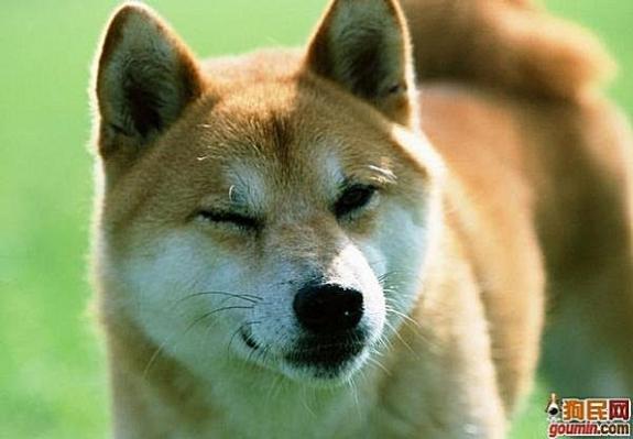 狗狗大全,送给喜欢狗的人）