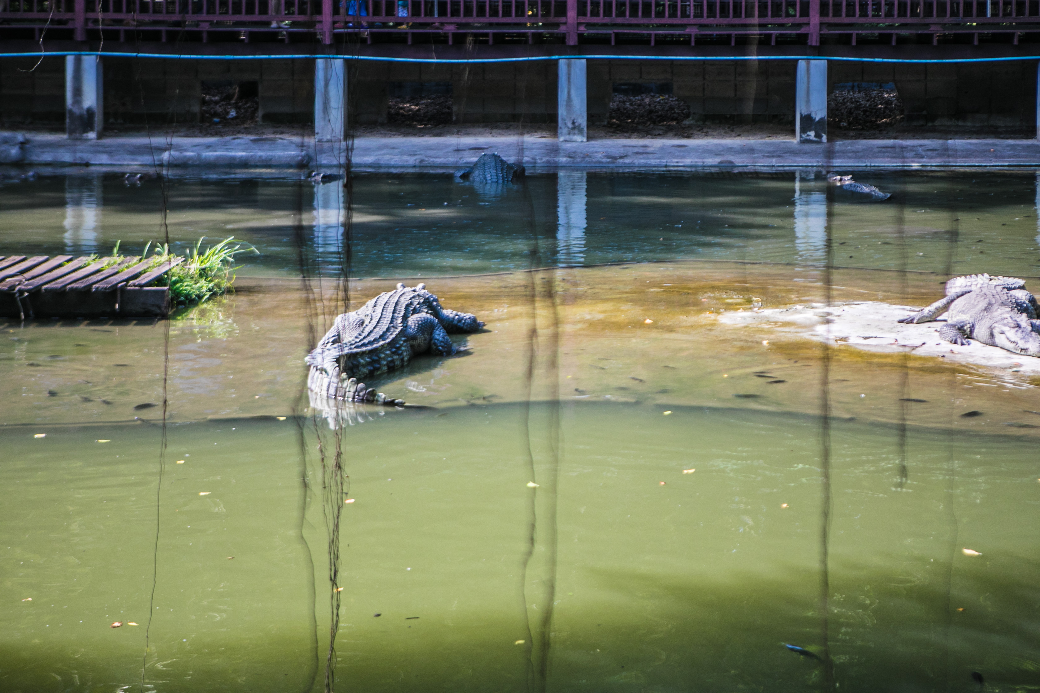 大象在泰国和印度象征着什么,大象是泰国的象征英语
