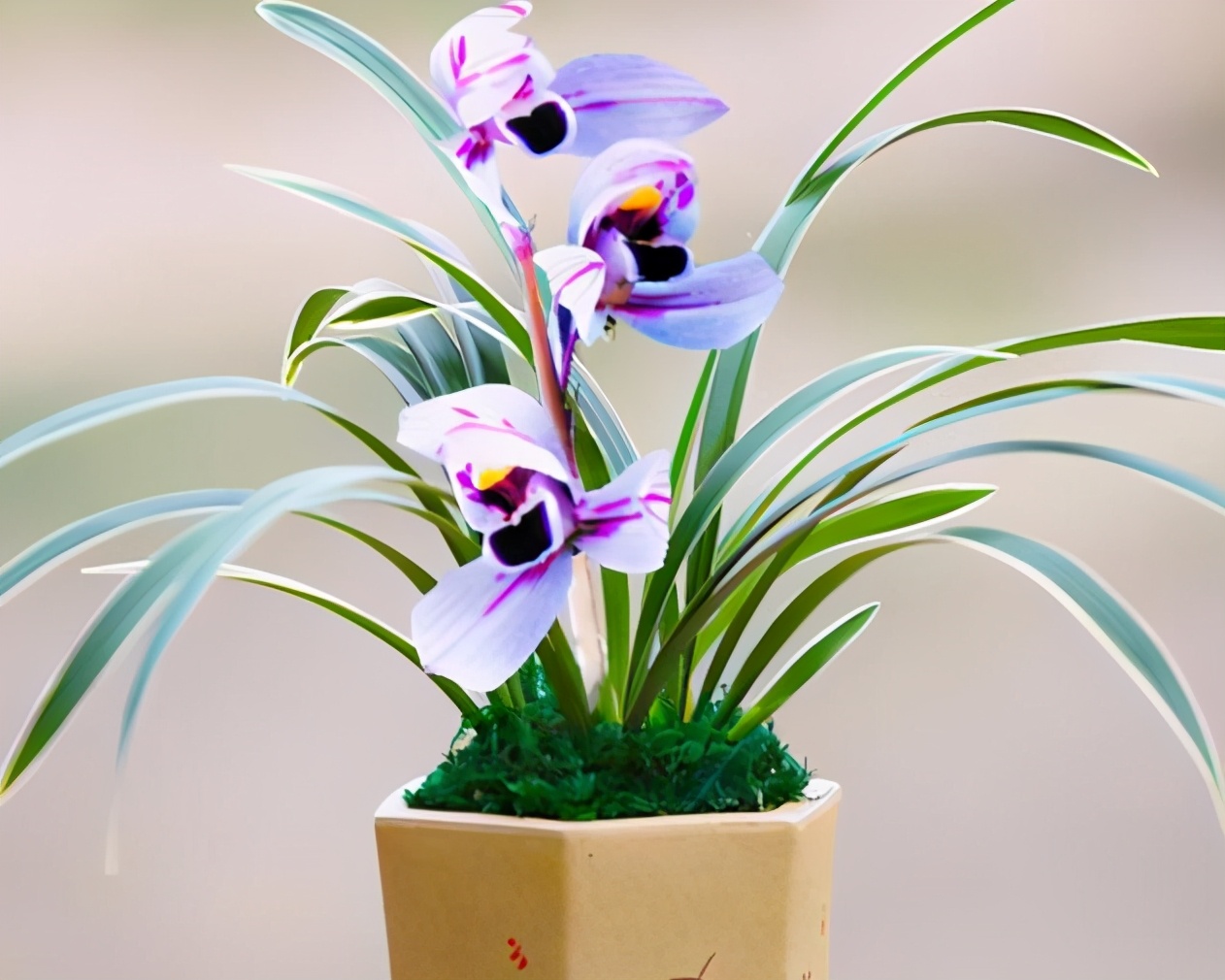 怎样养月季花茶花,最好养的月季茶花