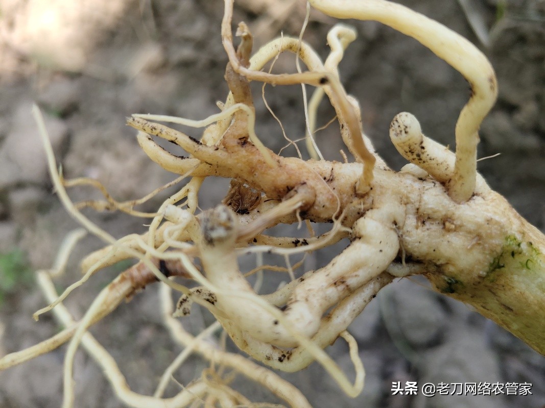 根腐病西瓜,根腐病的救活几率