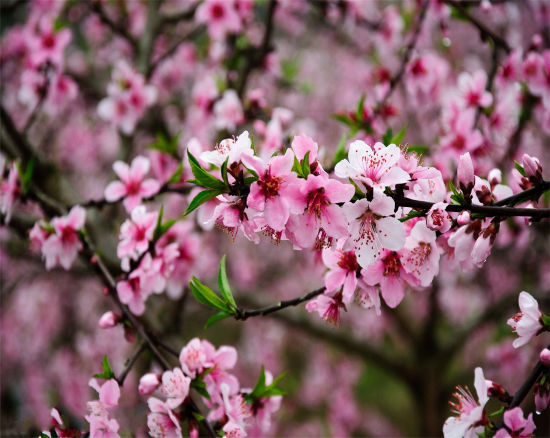 盆栽桃花养殖方法,观赏桃花的养殖方法和注意事项