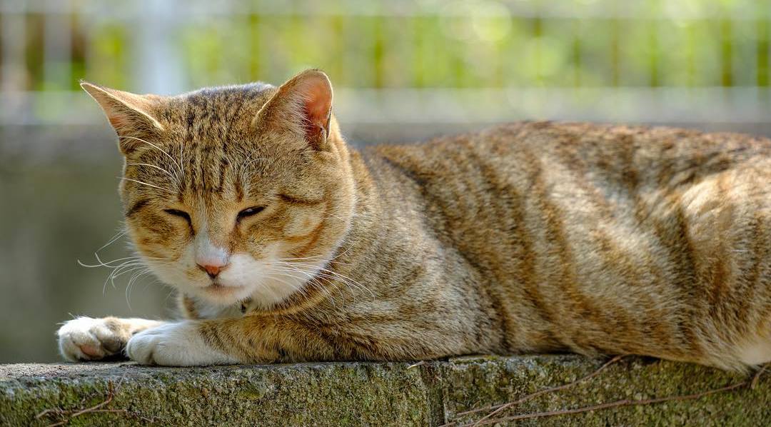 猫咪肚子有毛滴虫怎么引起的,猫咪有三胎毛滴虫