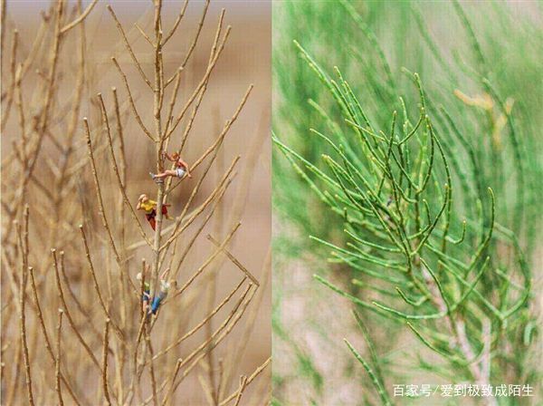 怎么防止支付宝蚂蚁森林能量被偷,支付宝蚂蚁森林偷能量有上限吗