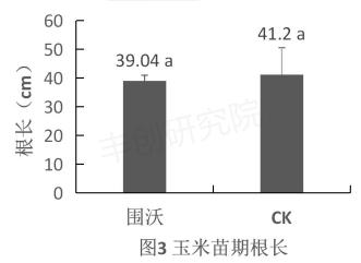 玉米出苗差、株矮、叶小？用这个肥，一棵能结一大捧