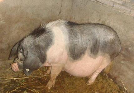 母猪配几次都不受孕怎么办,母猪受孕不成功是什么表现