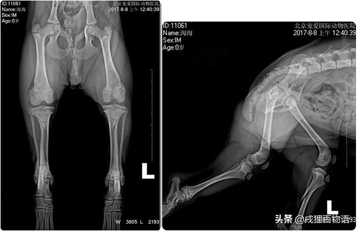 狗狗扭伤和骨折表现有什么区别,狗狗被撞了怎么判断有没有骨折