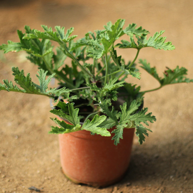 驱蚊最好的6种植物,这10种观赏植物驱蚊效果好