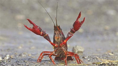 这个小镇小龙虾泛滥成灾，荷兰人不敢出门，我十三香都备好了....