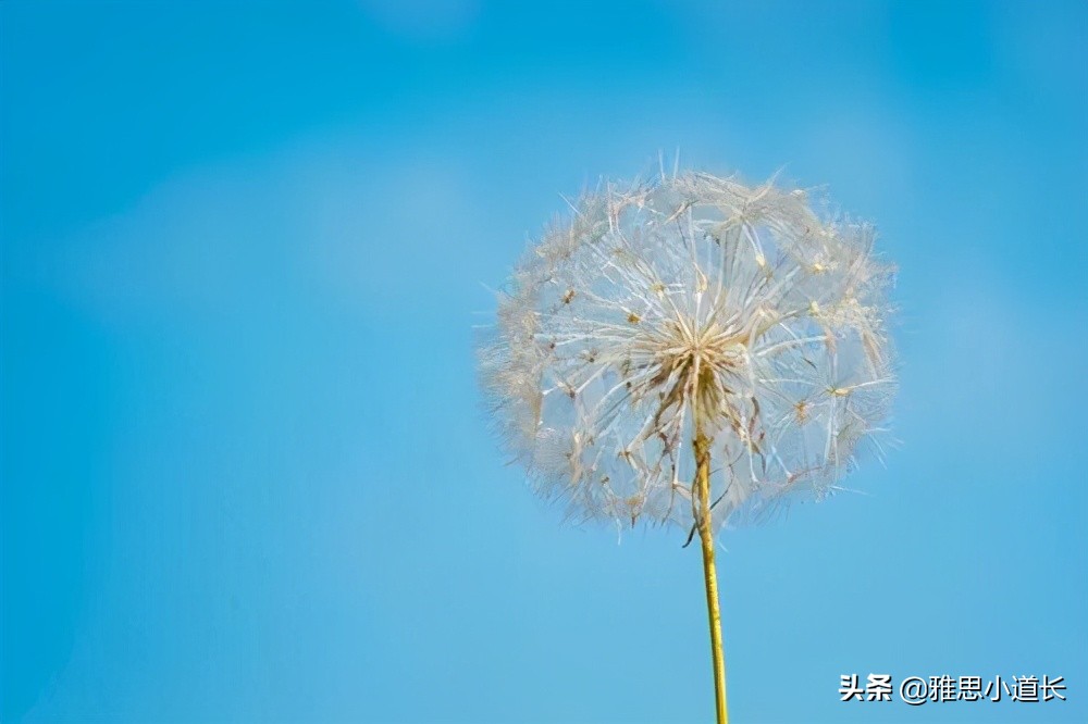 歪果仁对chinese的理解,歪果仁说iru啥意思