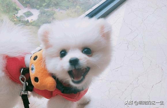 一个月的小博美长什么样,小博美多大养比较好