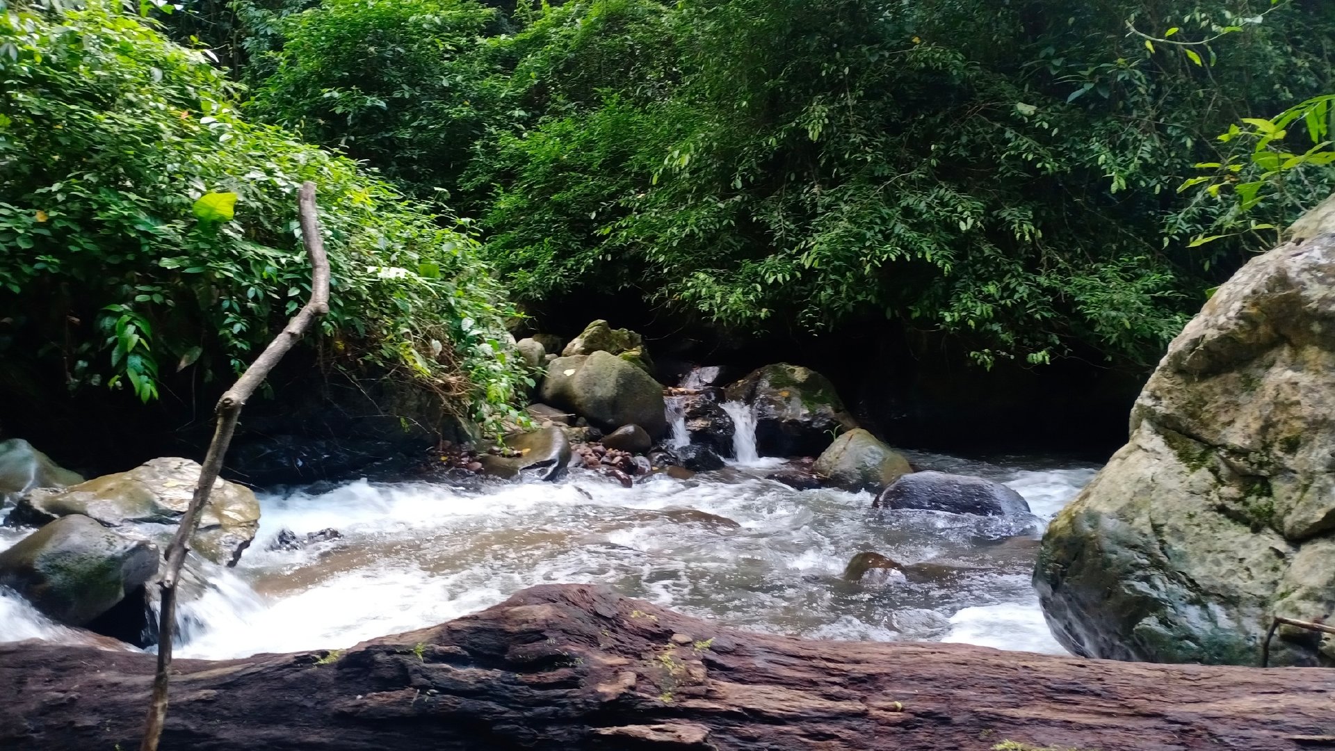 地球上最复杂最庞大的生态系统是,世界上最大的热带雨林生态系统