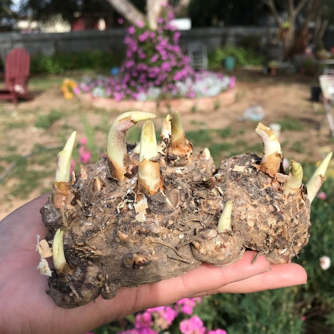 夏季怎样养好马蹄莲花盆栽,马蹄莲叶子枯萎是什么原因造成的