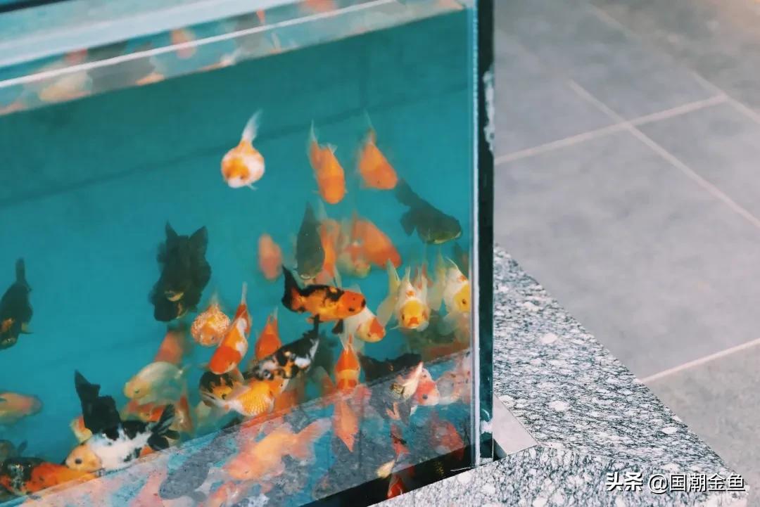 养龙鱼怎么才能节省电,养金鱼必备小知识