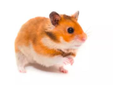 小白鼠跟人一样大,小白鼠为什么是白的