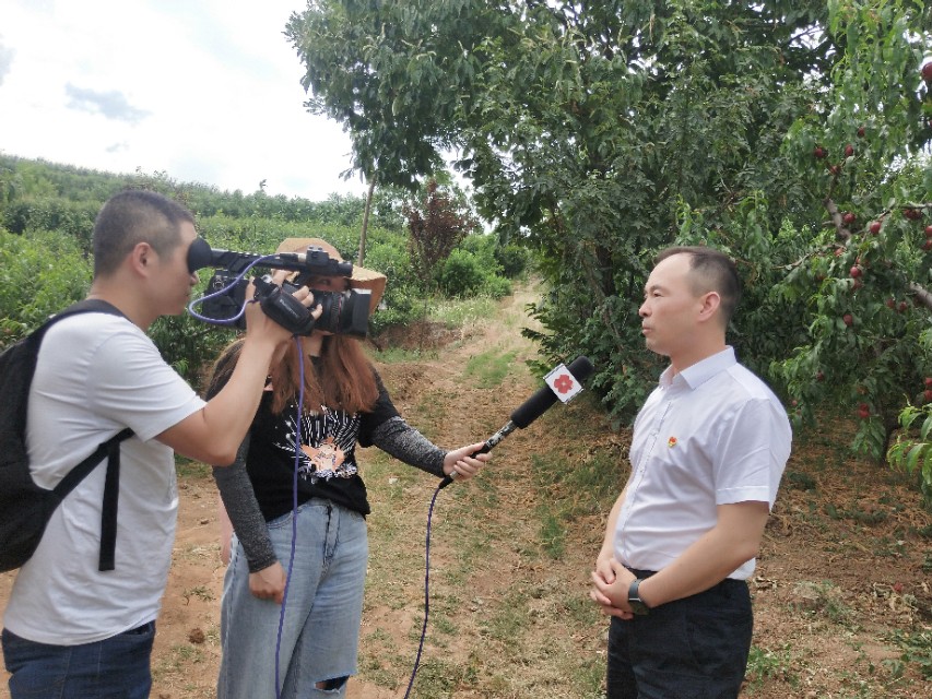 骆峪水蜜桃,骆峪镇油桃