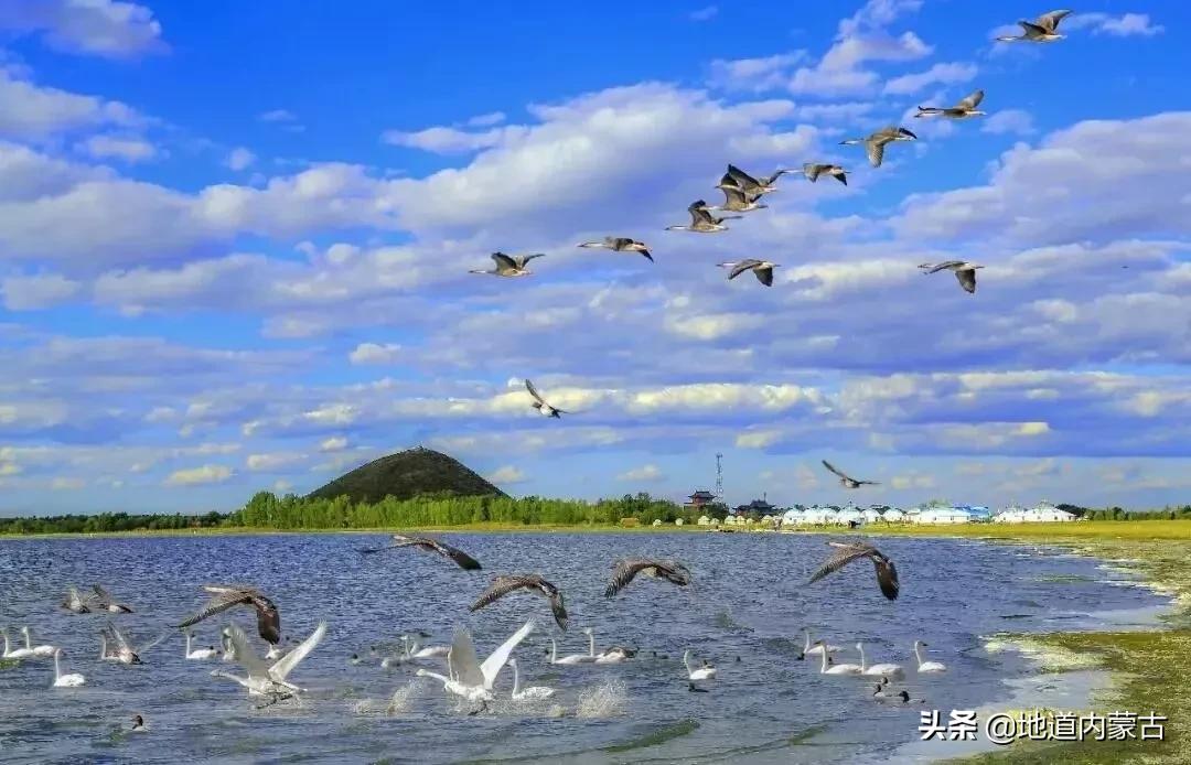 阿古拉湿地草原视频,阿古拉湿地有什么鸟