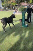 小狗未拴绳遭大狗撕咬罗威纳,女童被大狗撕咬事件后续罗威纳