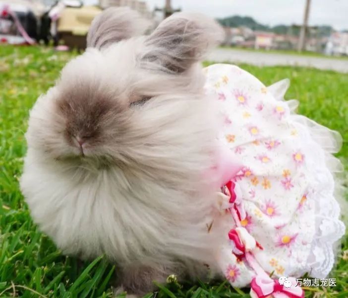 兔子有没有粉色,兔子有只眼睛看不见黑瞳都是白的