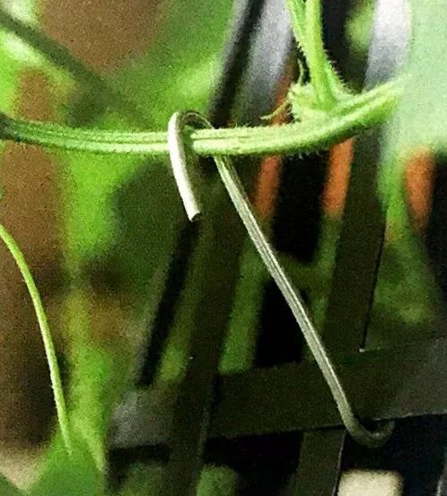 阳台黄瓜的种植如何保水保肥,阳台黄瓜怎么浇水多长时间浇一次