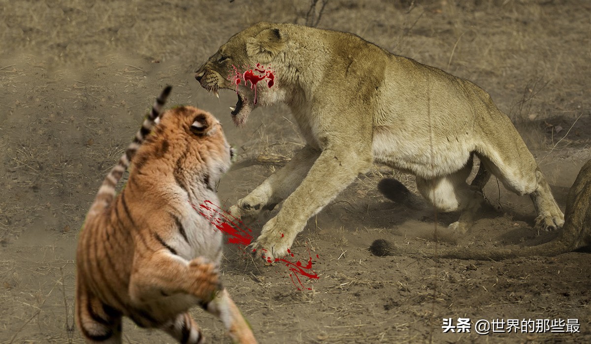 老虎害怕狮子吗,老虎贵吗