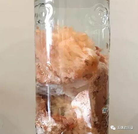 犯太岁中的太岁到底是啥,太岁到底是什么怎么就犯太岁了呢