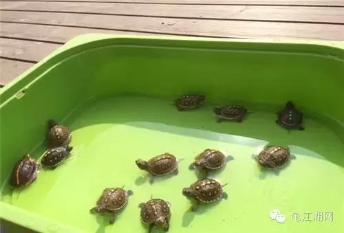 如何养殖水龟,如何合法饲养半水龟